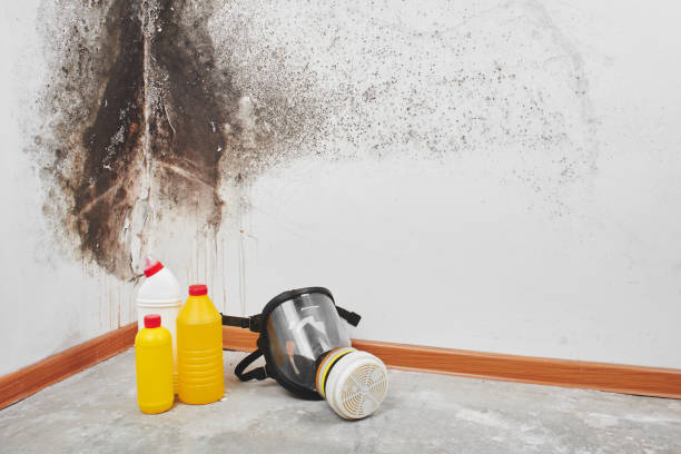 Reliable Jacksonville, FL Mold Removal Solutions