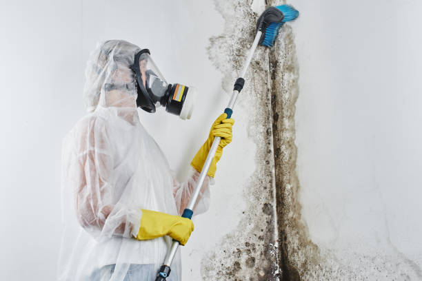 Best Mold Damage Repair  in Jacksonville, FL