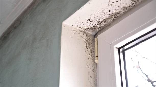 Best Same-Day Mold Removal  in Jacksonville, FL