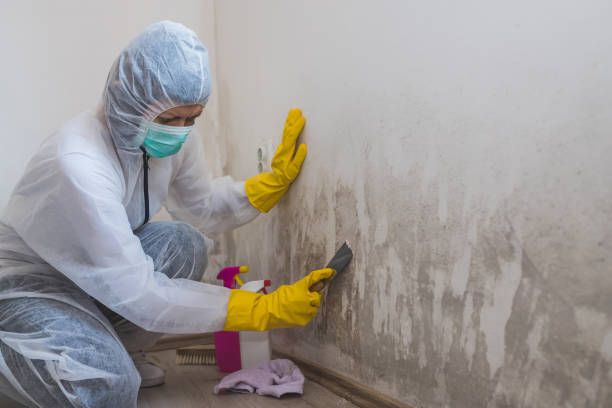 Best Black Mold Removal  in Jacksonville, FL