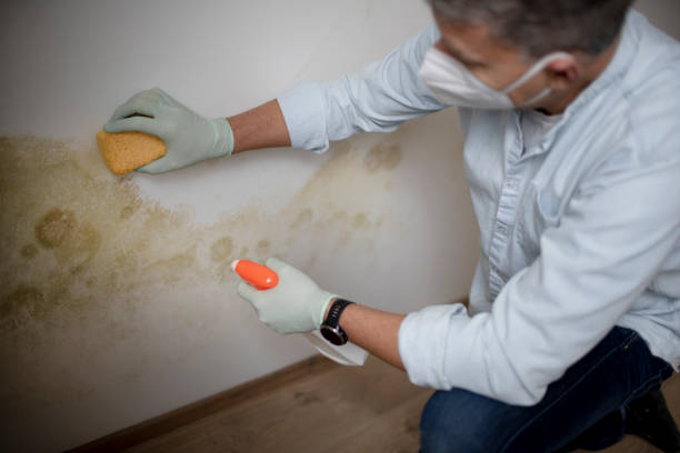 Best Residential Mold Removal  in Jacksonville, FL