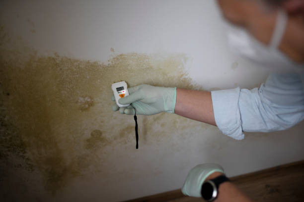 Best Commercial Mold Removal  in Jacksonville, FL