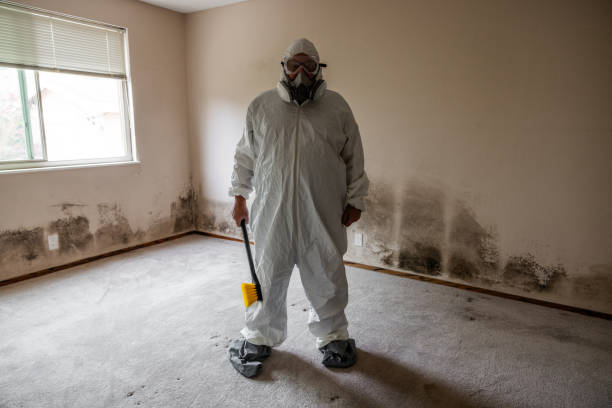 Best Mold Cleaning Services  in Jacksonville, FL