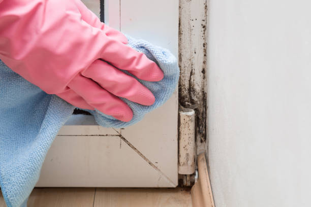 Best Commercial Mold Removal  in Jacksonville, FL