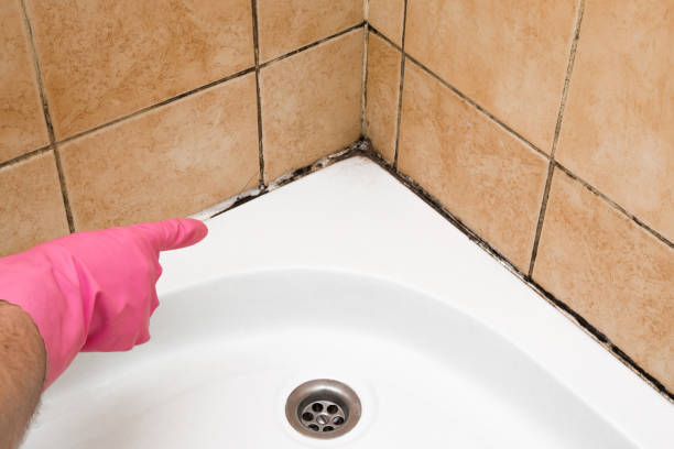 Best Commercial Mold Removal  in Jacksonville, FL